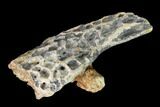 Fossil Crocodile Skull Scute - Lance Creek Formation, Wyoming #148817-1